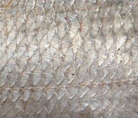 Canvas Print - background of fish scales. macro