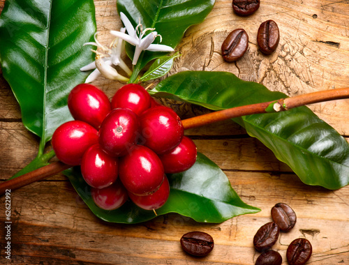 Naklejka na szafę Coffee Plant. Red coffee beans on a branch of coffee tree