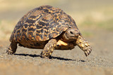 Fototapeta Konie - Leopard or mountain tortoise