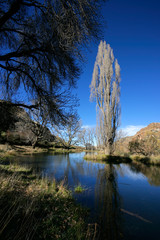 Wall Mural - Pond and trees during winter