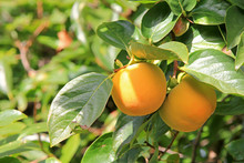 Persimmon Tree With Fruit In The Orchard