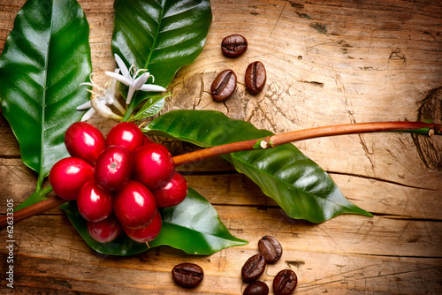 Naklejka - mata magnetyczna na lodówkę Coffee Plant. Red coffee beans on a branch of coffee tree