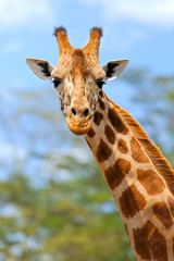 Wall Mural - giraffe