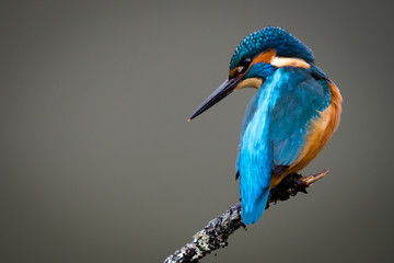 uk wild kingfisher