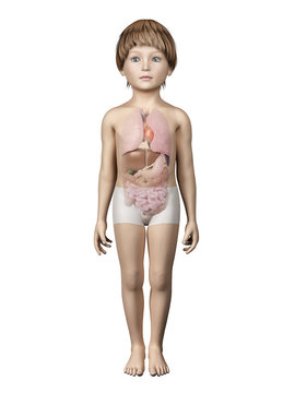 anatomy of a young child - organs