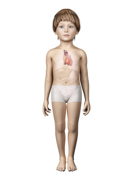 anatomy of a young child - heart