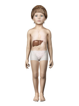 anatomy of a young child - liver