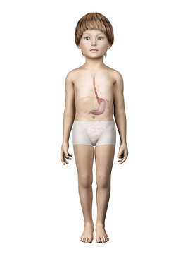 anatomy of a young child - stomach