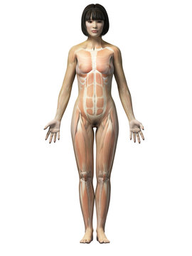 anatomy of an asian woman - muscles