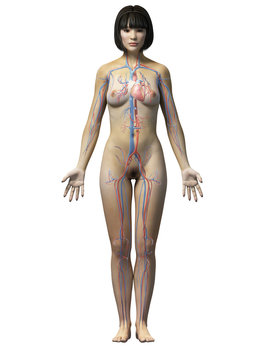 anatomy of an asian woman - vascular system