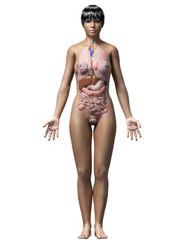 anatomy of an african american woman - organs