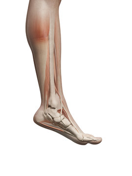 medical illustration of the male leg muscles