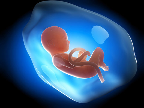medical illustration of a human fetus month 9