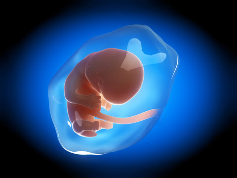 medical illustration of a human fetus month 2