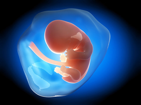 medical illustration of a human fetus month 2