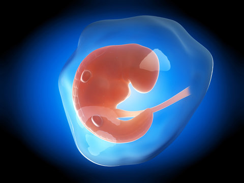 medical illustration of a human fetus month 1