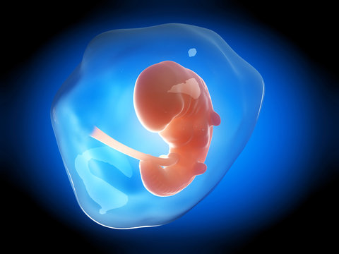 medical illustration of a human fetus month 1