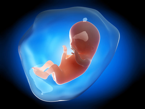 medical illustration of a human fetus month 3