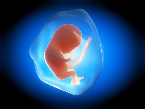 medical illustration of a human fetus month 4