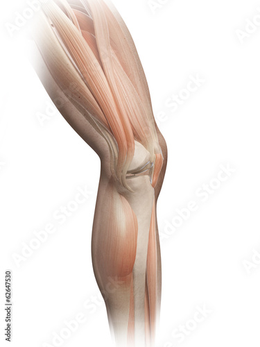Naklejka - mata magnetyczna na lodówkę medical illustration of the male leg muscles
