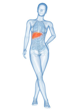 medical illustration of the female liver