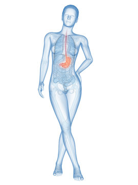 medical illustration of the female stomach