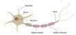Nerve Cell Labeled Diagram