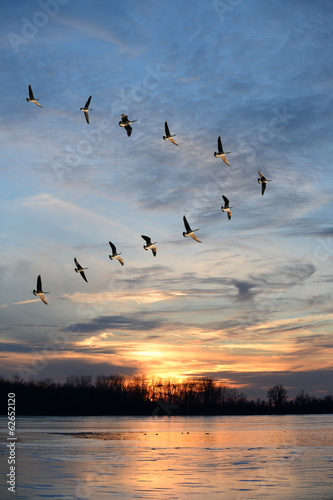 Naklejka dekoracyjna Geese Flying in V Formation
