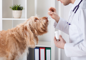 Dog during taking medicine