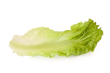 Wall Mural - fresh lettuce leaf isolated on white background