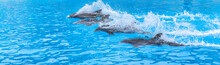 Dolphins Swimming In A Race Across The Pool