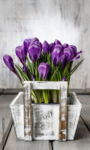 Naklejka dekoracyjna Beautiful violet crocuses in white wooden box
