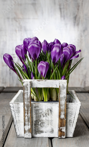 Fototapeta dla dzieci Beautiful violet crocuses in white wooden box