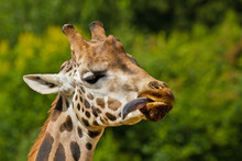 Rothschild Giraffe (Giraffa Camelopardalis Rothschildi)