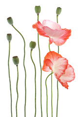 Wall Mural - poppy