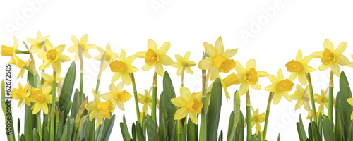 Fototapeta do kuchni Yellow Flowers on white background close up. Daffodil flower or