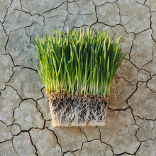 Black Rock Desert In Nevada. Arid Cracked Crusty Surface Of The Salt Flat Playa. Wheatgrass Plants With A Dense Network Of Roots In Shallow Soil With Bright Fresh Green Leaves And Stalks. 