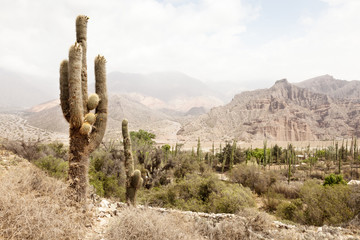 Cactus Landscape