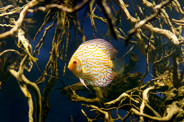 Wall Mural - Amazon biotope wild Discus