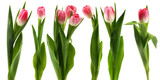 Fototapeta Tulipany - Pink tulips flower isolated on white background cutout
