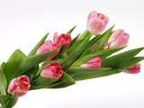Fototapeta Tulipany - Pink tulips bouquet isolated on white background