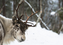 Reindeer Standing In The Snow