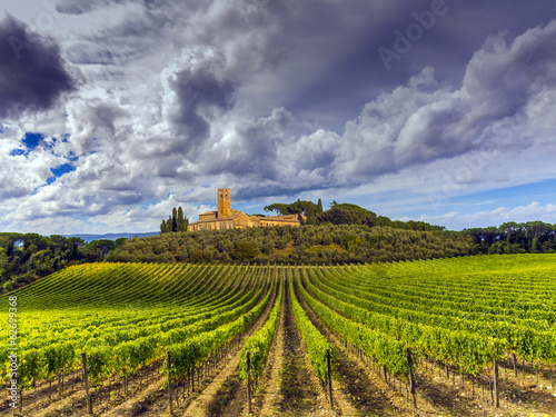 Fotografie, Obraz vineyards in the Chianti region of Tuscany, Italy