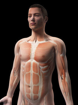 muscles of an asian male guy