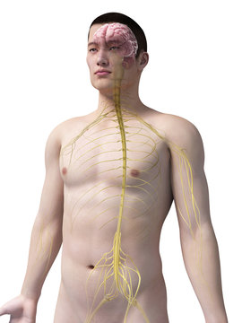 illustration of the nerves of an asian male guy