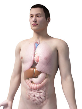 illustration of the organs of an asian male guy