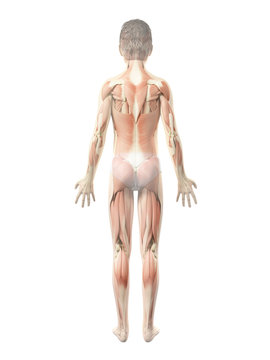 anatomy of a boy - the muscles