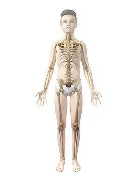 anatomy of a boy - the skeleton
