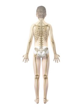 anatomy of a boy - the skeleton