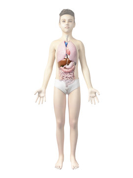 anatomy of a boy - the organs